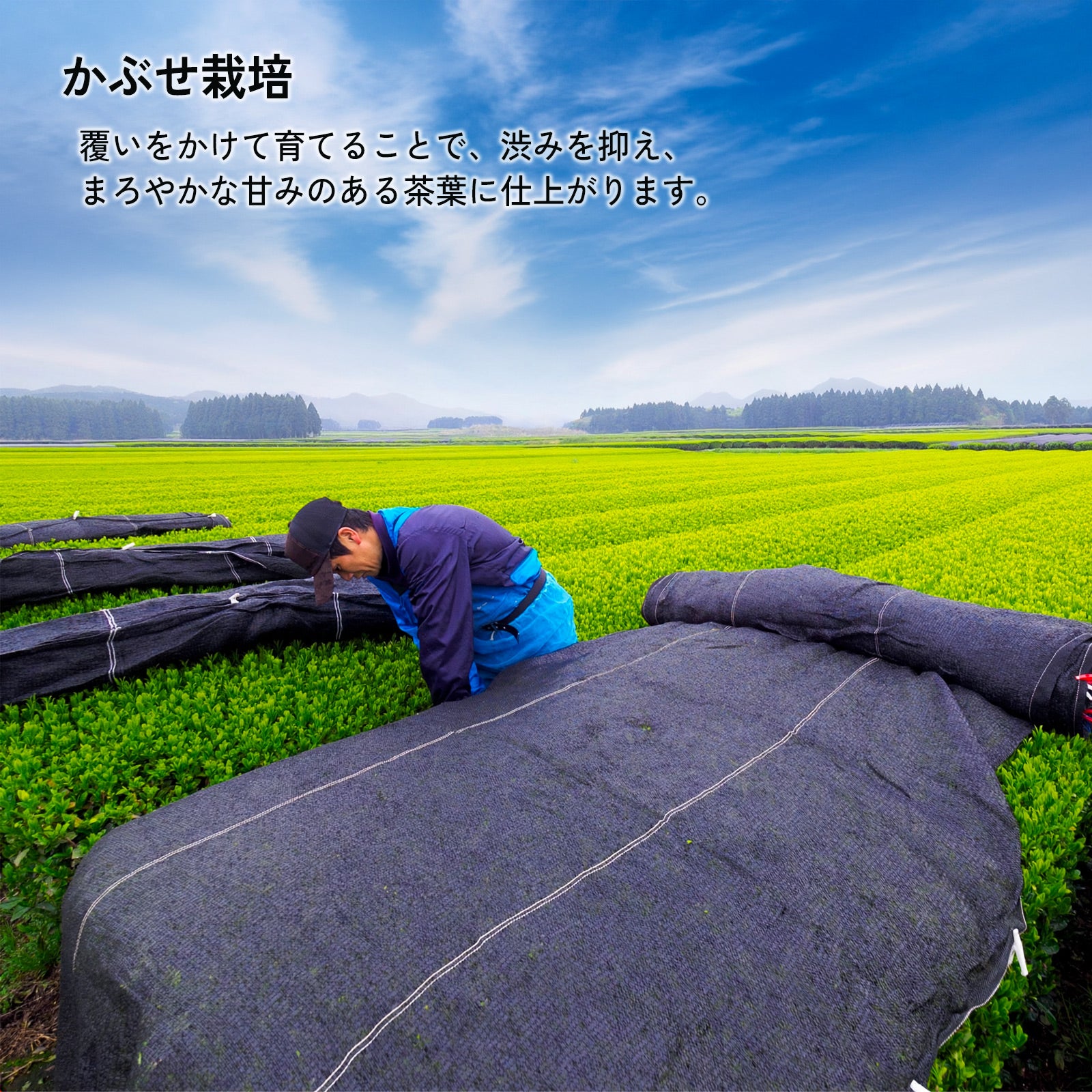 お茶は静岡産鹿児島産宮崎産をブレンド