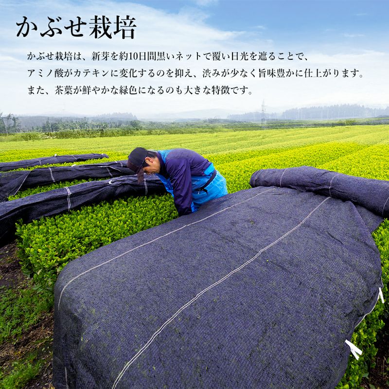 ぐり茶ティーバッグに使用するかぶせ栽培の茶葉